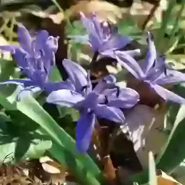 Bifolia